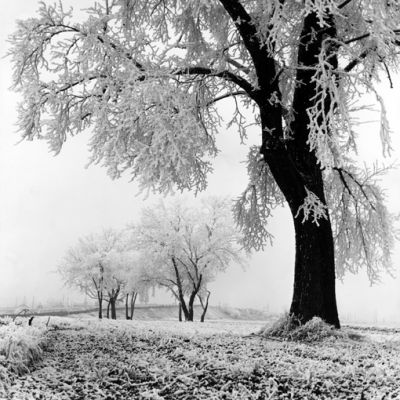 arbre-1_web.jpg