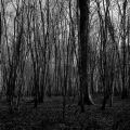 Sous-bois01.jpg