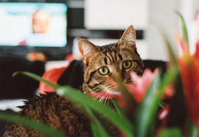 1ère minou 
1ère photo effectuée avec mon om 10.
Mots-clés: animaux domestiques om10 olympus