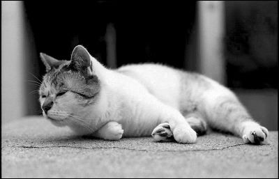 Mon voisin...
