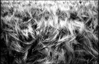 Orge au vent...

