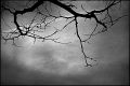 arbre~0.jpg