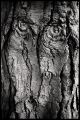 potraitd_arbre.jpg