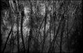 reflet13a.jpg