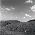 Nom du fichier=sancerre1.jpg
Taille du fichier=668Ko
Dimensions : 800x800
Ajouté le : 12 Avril 2015 sancerre1.jpg