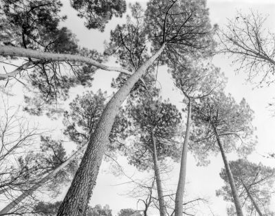 Mots-clés: 4x5 foma arbre