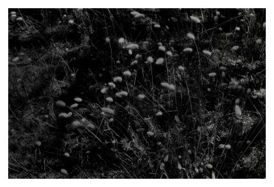 Foullis d'herbes
