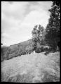 Foma100_stenope_02.jpg