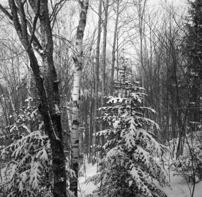 2022-02-18-16
Estérel (Qc), 2022-02-18.
Zeiss Nettar II 518/16, FP4+, ID-11.
