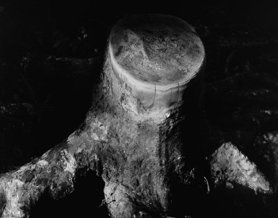 Un grattoir à sanglier
Linhof Technika 70 avec 100mm, Ilford Pan F.
