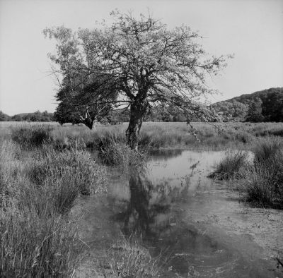 Reflet marécageux
Zeiss-Ikon Nettar 518/16, Rollei Superpan 200 + Rodinal
