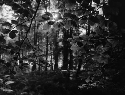 MFII-14-02
Linhof Technika 70, Ilford Pan F
