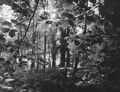 Forêt de Montfort
Linhof Technika 70, Pan-F
