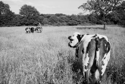 Au secours les copines !
Zeiss Ikon S310, Rollei Retro 80S
