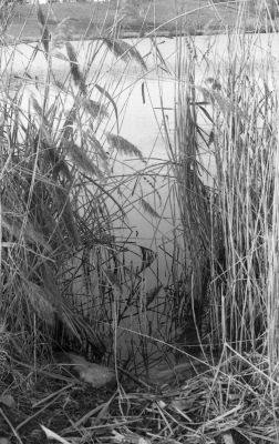 Lac de Machilly-roseaux
