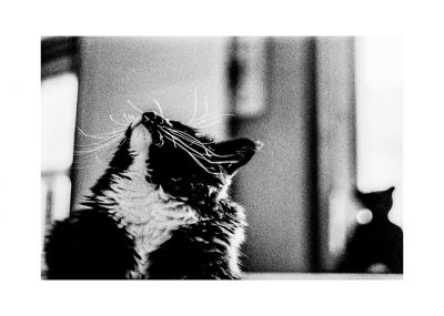 FE2 50 Nikkor f/1,8 Rollei RPX 100
