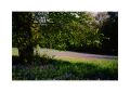 Arbres_et_fleurs_annees_1990_C.jpg