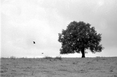 Arbre et oiseaux
Mots-clés: Paysage campagne oiseau