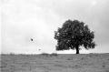 rpx100-arbre_et_oiseaux.jpg
