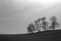 rpx100-arbres.jpg