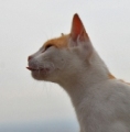 Avatar du membre