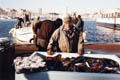 Petri Color 35 (photo du port de Marseille)